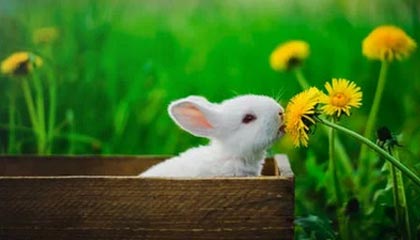 有人在评论区问爆了：蜜桃在线观看所谓“爆款公式”，其实只吃这一个点：更新